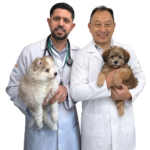 clinica veterinaria em vargen grande paulista mundo animal